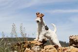 FOX TERRIER 203